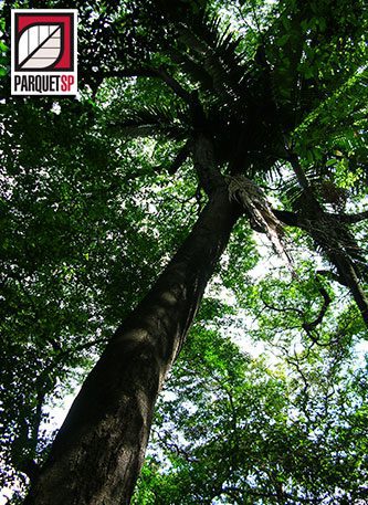 Texto-Conheca-a-origem-do-piso-de-madeira-jatoba-ParquetSP-piso-de-madeira-escadas-de-madeira-parquet-pisos-de-madeira-assoalho-piso-madeira-assoalho-de-madeira